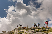 Begegnung mit Ziegen, Trekking del Laghetti Alpini, Tessin, Schweiz