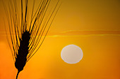 Silhouette of barley at sunset