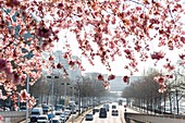 France, Paris, Cherry blossoming above the georges Pompidou highway
