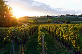 France, Gironde, Saint Emilion, area listed as World Heritage by UNESCO, Vines