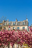 Frankreich, Paris, Gebäude und Kirschblüten im Frühjahr