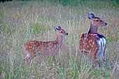 France, Haute Saone, Private park, Sika Deer (Cervus nippon), female and young
