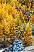 Frankreich, Hautes-Alpe, Brianconnais im Herbst, Claree-Tal