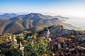 Frankreich, Var, Gemeinde Agay von Saint-Raphaël, Blick vom Cap Roux auf den Pic de l'Ours und die Küstenlinie der Corniche de l'Estérel, Blüten von dem Ästigen Affodill (Asphodelus ramosus) und Schopflavendels (Lavandula stoechas)