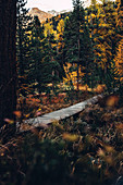 Autumn forest at Lej Nair, in the Upper Engadine, Engadin, Switzerland