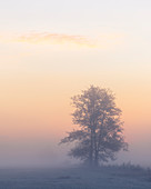 Morning fog in the Mönchbruch nature reserve near Mörfelden Walldorf, Hesse, Germany
