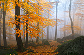 Morning fog in the Felsenmeer in autumn, Lautertal, Odenwald, Hessen, Germany