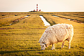 Westerhever lighthouse, Eiderstedt peninsula, North Frisia, Schleswig-Holstein, Germany