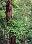 Detail eines Baumes im Wald, Odenwald, Melibokus, Hessen, Deutschland