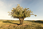 Single tree on a field in the evening light, Odenwald, Hesse, Germany