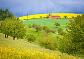 Rapsfeld in landwirtschaftlicher Umgebung bei Gewitterstimmung, Magden, Kanton Aargau, Schweiz