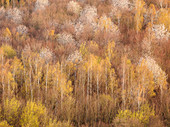 Colorful deciduous forest in spring, Odenwald, Hessen, Deutschlad