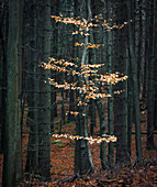 Herbst im Wald, Thüringer Wald, Thüringen, Deutschland