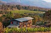 Weinreben auf Grundstück des Red Mountain Weingut, Inle See, Heho, Myanmar