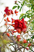 Rose hip, dog rose or dog rose (Rosa canina), fruits and flowers