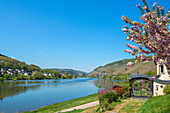 Die Mosel bei Zell, Rheinland-Pfalz, Deutschland