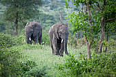 Two African elephant, Loxodonta africana, walk through green vegetation, looking out of frame