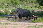 A white rhino, Ceratotherium simum, stands in a waterhole while wild dogs, Lycaon pictus, play beside it