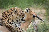 Ein Leopard (Panthera pardus), beißt einen Impala (Aepyceros melampus) in den Hals