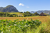 Blick über Landschaft im Vinales Tal ("Valle de Vinales"), Pinar del Rio Provinz, Kuba