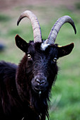 Close up of black billy goat on a farm.
