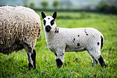 Kerry Hill-Schafe und Lämmer auf einer Weide auf einer Farm