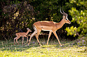 An impala and young calf, Aepyceros melampus on the edge of woodland.