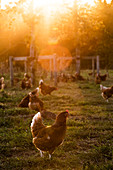 Free range chickens outdoors in early morning light on an organic farm.