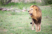 Ein männlicher Löwe (Panthera Leo) mit geöffnetem Maul im Gras