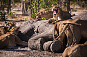 Eine Gruppe weiblicher Löwen, die sich von einem toten Elefanten in einem Wildreservat ernähren
