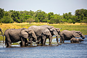 herd of elephants gathering at water hole, Moremi Game Reserve, Botswana