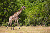 Giraffe, Moremi Reserve, Botswana