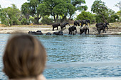 A boy watching a herd of elephant come down to a water hole.