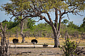 Ein Straußenpaar mit einer Gruppe Straußen-Küken im Schatten eines Baumes