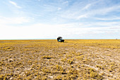Ein Safari-Jeep in der offenen Wüstenlandschaft