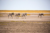 Four Burchell's zebra walking across the dry surface of the Kalahari Desert