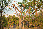 Two large birds of prey, vultures perched in a tree.