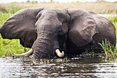 Ein ausgewachsener Elefant mit Stoßzähnen, der durch Wasser und Schilf watet