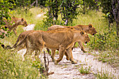 A pride of female lions crossing a dirt track