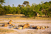 A pride of lions resting in the sun in open space on the edge of woodland.