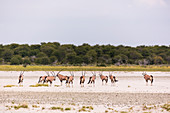 Oryx herd crossing a salt pan