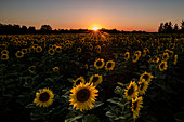 Sunflowers on a field in the evening mood in backlight shot. Aubing, Munich, Upper Bavaria, Bavaria, Germany, Europe