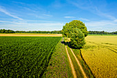 Summer landscape in the west of Munich that invites you to go hiking or cycling. West Munich, Aubing, Munich, Upper Bavaria, Bavaria, Germany, Europe