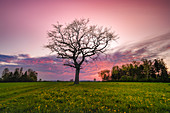 Solitary oak tree in a field on the side of the road with the dandelions blooming in the evening mood. Germering, Upper Bavaria, Bavaria, Germany, Europe