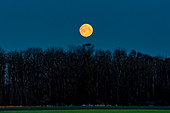 The super moon in the morning mood in front of a forest. Upper Bavaria, Bavaria, Germany, Europe