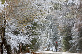 Walk in the first snow, late autumn on the Mieminger Plateau, Tyrol