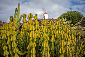 Guatiza, Las Palmas province, Lanzarote, Canary Islands, Spain, Europe. Close up of a cactus, windmill in the background
