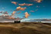 Italy, Tuscany, Val d'Orcia listed as World Heritage by UNESCO, cypress