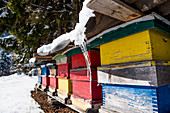Beehives in snowy winter landscape with coniferous forest, Himmelberg, Carinthia, Austria