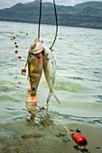 Sea fishing off Efate, Vanuatu, South Pacific, Oceania